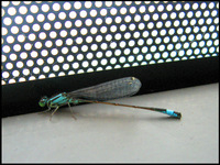 La libellule bleue prend le bus